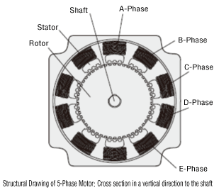 Structural Drawing of 5-Phase Motor: Cross sectional in a vertical direction to the shaft